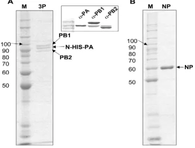 FIG. 1. Purity of preparations of puriﬁed inﬂuenza virus polymer-ase (A) and puriﬁed untagged NP protein (B)