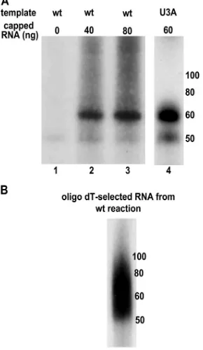 FIG. 3. NP strongly stimulates unprimed cRNA synthesis by theviral polymerase. The viral polymerase was incubated with the U3A