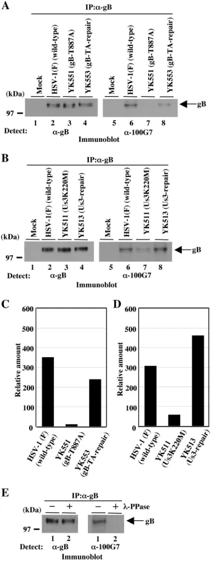 FIG. 4. (A) Immunoblots of electrophoretically separated gB im-munoprecipitates (IP) from Vero cells mock infected (lanes 1 and 5) or