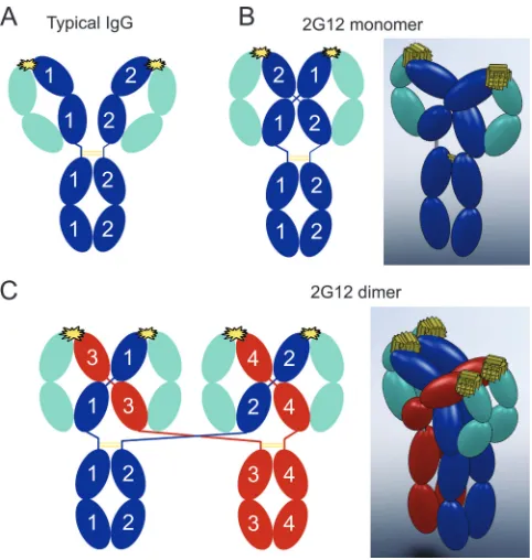 FIG. 1. Schematic structures of a typical IgG and 2G12. Heavychains are blue in panels A and B and blue or red in panel C, light