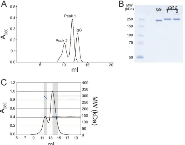 FIG. 2. Size exclusion chromatography proﬁle of 2G12. (A) Comparison of the elution proﬁles of protein A-puriﬁed 2G12 with a typical humanIgG