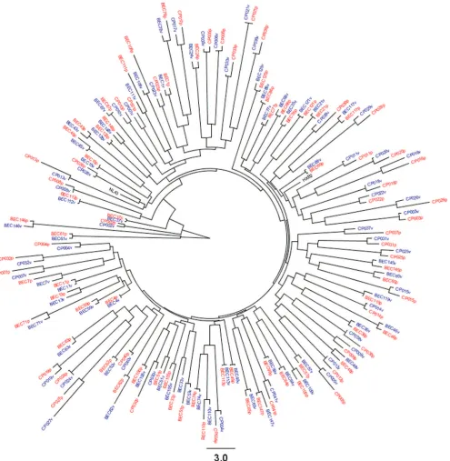 FIG. 1. Validation of obtained chimeric NL4-3 sequences by phylogenetic analysis. The tree was drawn by the maximum-likelihood method(Proml, PHYLIP) using entire Gag protein sequences
