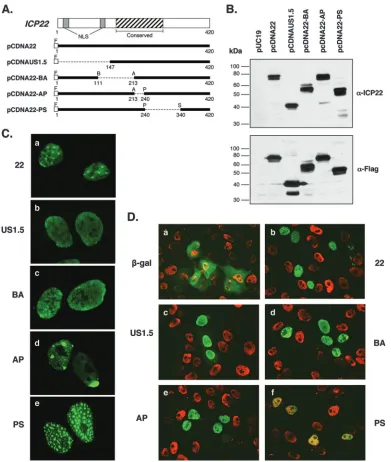 FIG. 1. Expression of mutant ICP22 polypeptides in transfected cells. (A) Diagram of modiﬁed ICP22 polypeptides
