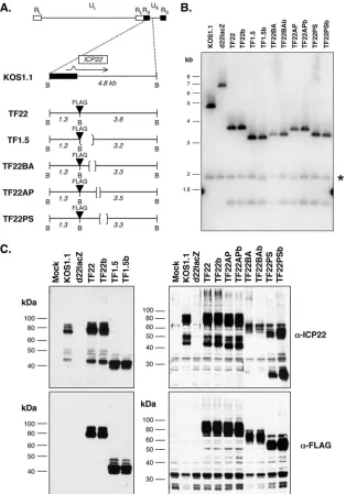 FIG. 2. Characterization of viral ICP22 mutants. (A) Expected genome structures of viral mutants