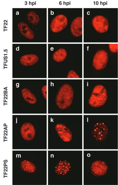 FIG. 5. Loss of Ser-2P Pol II in ICP22 mutant-infected cells. Vero cells were mock infected or infected with the indicated viruses