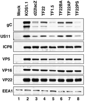 FIG. 7. Expression of DE/L proteins in ICP22 mutant-infectedcells. HEL cells were mock infected or infected with the indicated