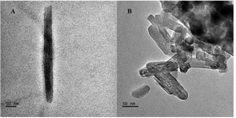 Fig. 4. TEM images of PANI coated TiO2 nanotubes (A and B) 