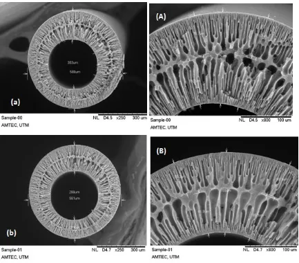 Fig.5: SEM images of PSf/PVP/PANI-nanofiber hollow fiber membrane cross-sections. (a, 
