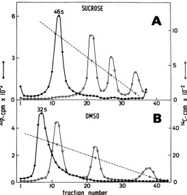 FIG. 1.ofditions(A) "IC-cellular Comparison of 32P-Sendai RNA and 14C-cellular RNA (4s, 18s, and 28s RNA) on ordinary sucrose and DMSO gradients (B)