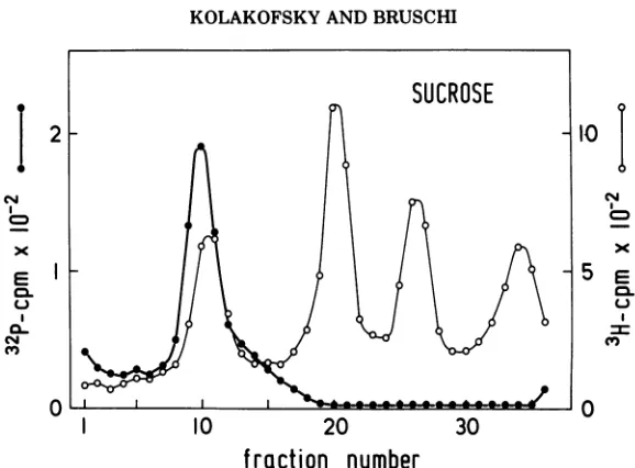 FIG. 4.gradientRNA Comparison of DMSO-denatured and nondenatured Sendai RNA on sucrose gradients
