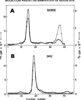 FIG. 5.(B).were Comparison of 32P-NDV RNA and 3H-Sendai RNA on ordinary sucrose (A) and DMSO gradients Gradient (A) contained 38,000 counts/min of 32P-NDV virions and 0.8 Mtg of 3H-Sendai RNA