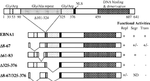 FIG. 1. EBNA1 domains and mutants. Schematic representation ofthe wild-type EBNA1 protein is shown on top along with some of the