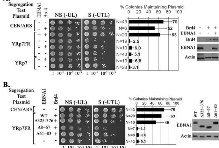 FIG. 3. Brd4 enables EBNA1-mediated plasmid maintenance in yeast. Plasmid loss assays in yeast were conducted as described for Fig