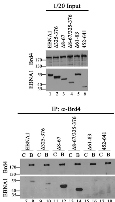 FIG. 4. Coimmunoprecipitation of EBNA1 and EBNA1 mutantswith Brd4 in human cells. 293T cells were cotransfected with a plasmid