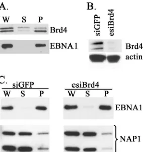 FIG. 7. Brd4 silencing does not noticeably affect EBNA1 attach-ment to mitotic chromosomes