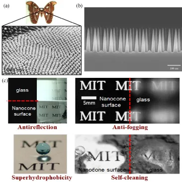 Figure 1-1: (a) Antireflective nanostructure of moth eye.2 (b) High-aspect nanocone structures