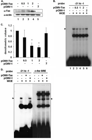 FIG. 2. Transient Tax expression interferes with PIR complex formation on the proximal PCNA promoter TRE