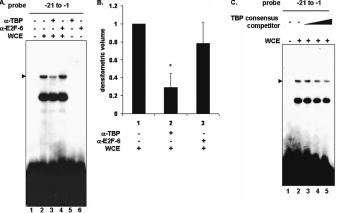 FIG. 4. TBP forms a complex on the PCNA promoter-proximal TRE. (A) EMSA using a reactions with and without antibody to TBP (Student293 whole-cell extract (lanes 2 to 5)