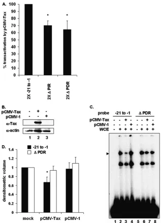 FIG. 6. TBP binding site negatively regulates the PCNA initiator element. (A) Two copies of either wild-type proximal TRE (�plasmid and either pCMV-Tax or sheared salmon sperm DNA