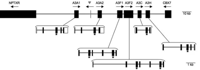 FIG. 1. Schematic of the equine APOBEC3NPTXRby arrows; locations of conserved zinc-binding domains are indicated by asterisks