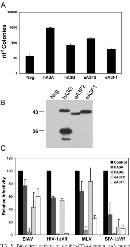 FIG. 5. Biological activity of double-CDA-domain eA3 proteins.(A) This assay measures the abilities of A3 proteins to enhance mu-