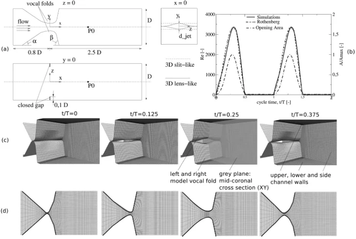 Fig. 1. (a) Dimensions of the computational regime. (b) Prescribed glottal waveform, synchronous to the open-ing and closure of the constriction