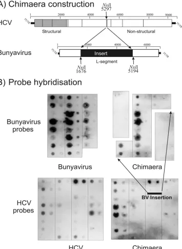 FIG. 6. (A) Strategy for the construction of the HCV (structured RNA)/BV (unstructured RNA) chimera using NsiI restriction sites.(B) Hybridization of BV (upper) and HCV (lower) probes to native BV and HCV transcripts (hybridization controls are at the left) and to