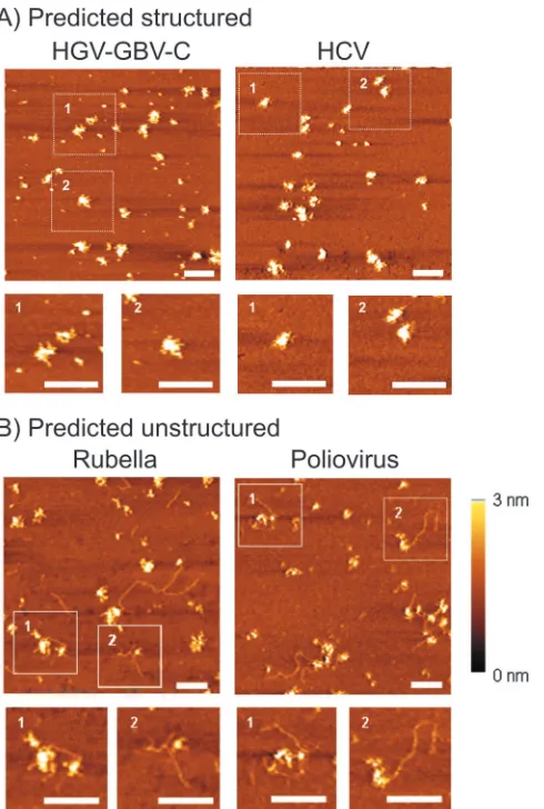 FIG. 7. AFM analysis of RNA transcripts of (A) predicted struc-tured viral RNA genomes (HGV/GBV-C and HCV) and (B) predicted