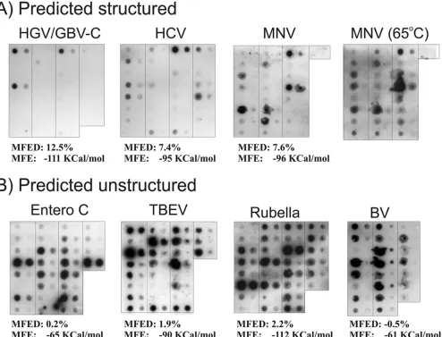 FIG. 5. Reverse hybridization of ﬁlter-immobilized probes to biotin-labeled RNA transcripts of predicted structured (upper) and unstructured(lower) virus genomes