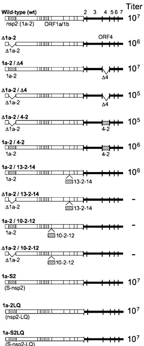 FIG. 1. Engineering nsp2 deletions, mutations, rearrangements,and duplications. For each construct, alterations to the genome are