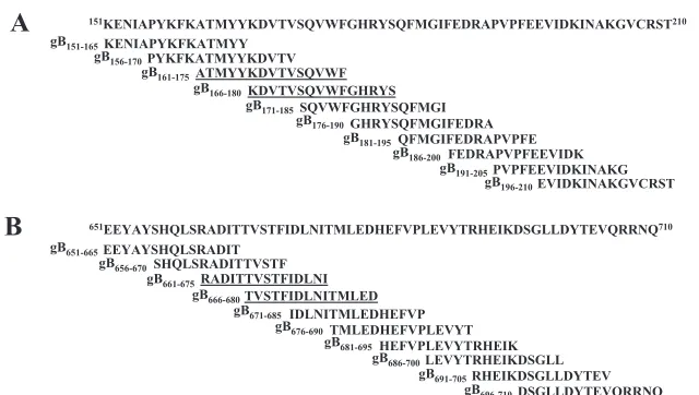 FIG. 2. The PepScan library was designed from the entire HSV-1 gB sequence (strain 17) (GenBank accession number P10211)