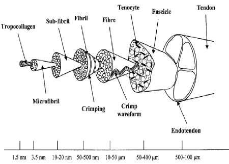 Figure 2.1 Hierarchical structure of a tendon structure containing collagen molecules, fibrils, fiber bundles, fascicles and tendon units that run parallel to the tendon’s longitudinal axis [3] 