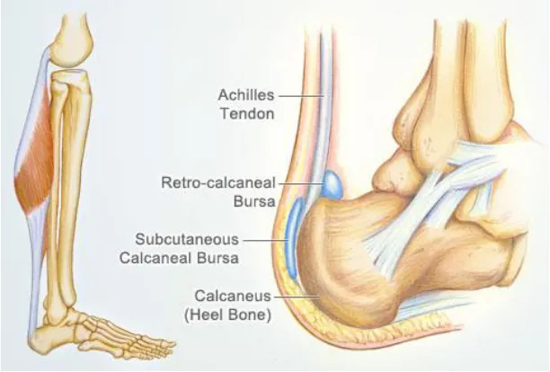 Figure 2.5 Structure of Achilles tendon [21] 