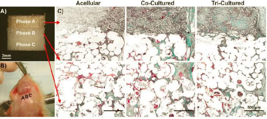 Figure 2.9 (A) Triphasic scaffold with three distinct yet contiguous phases (B) Explanted tri-cultured scaffold at Week 4