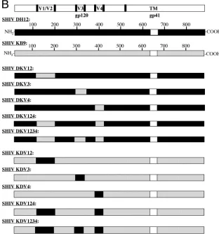 FIG. 2. Variable-loop exchanges made between SHIV DH12 and SHIV KB9. (A) Comparative amino acid alignment of variable-loopsequences between SHIV DH12 and SHIV KB9