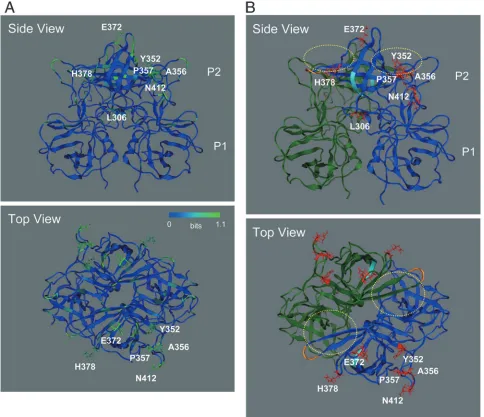FIG. 6. Structural model of the VP1 P domain dimer of the NoV GII/4 2006b strain. The model was constructed by homology modeling usingthe X-ray crystal structure of the P domain dimer of the 1995-1996 epidemic GII/4 strain (4)