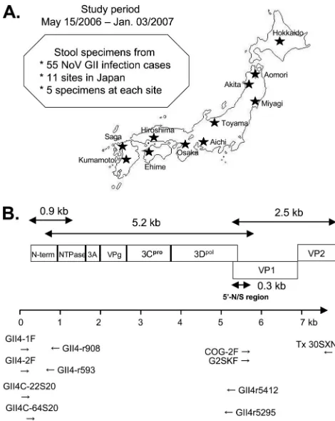 FIG. 1. (A) Geographic locations of 11 sample collection sites inJapan. (B) Schematic illustration of the locations of the primers used