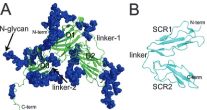 FIG. 1. Schematic ribbon representations of (A) EBV gp350 and(B) CR2 SCR1-2, as determined by X-ray crystallography