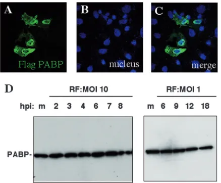 FIG. 2. Localization of PABP-C1 overexpressed in MA104 cellsand expression of PABP-C1 in rotavirus-infected cells