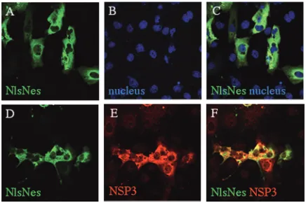 FIG. 4. NSP3 expression does not impair CRM1-dependent export.MA104 cells were transfected with pCMV-NLS-NES-gal alone (A to