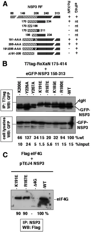 FIG. 5. Fine mapping of the NSP3 RoXaN interaction domain inNSP3. (A) Fine mapping of the NSP3 RoXaN interaction domain in