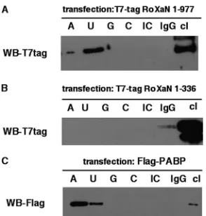 FIG. 8. RoXaN is an RNA-binding protein. Lysates of HEK cellstransfected with a plasmid expressing T7tag-RoXaN (1 to 977) or