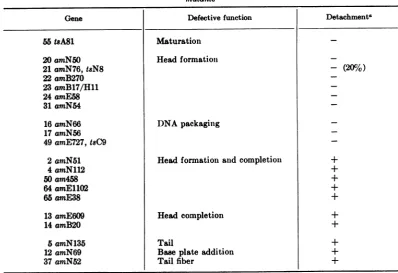 TABLE 4. Detachment of progeny T4 DNA from the M band after infection of E. coli with various phagemutants