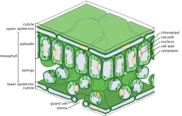 Figure 1.1:Depiction of a cross-section of a leaf [48].