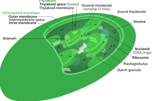 Figure 1.3:Depiction of a chloroplast with subsystems labeled [41].