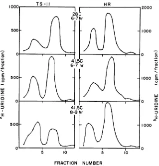 FIG. grationafter(5enceconditionscycloheximideinweretype-infected uCi/mI) the 3. Distribution of virus-specific RNA between the 26s and 42s single-stranded species under various of incubation