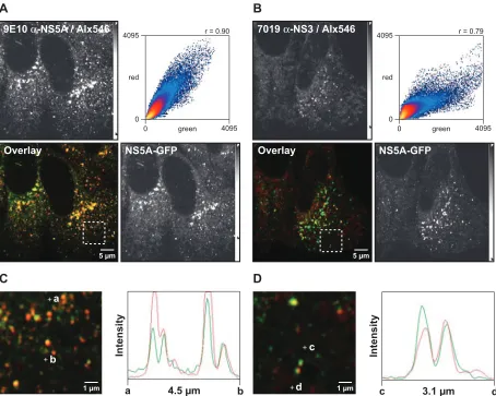 FIG. 2. Small NS5A-GFP structures contain further HCV replicase components. Huh-7.5-I/5A-GFP-6 cells were ﬁxed, processed for indirectimmunoﬂuorescence staining, and analyzed by confocal laser scanning microscopy as described in Materials and Methods