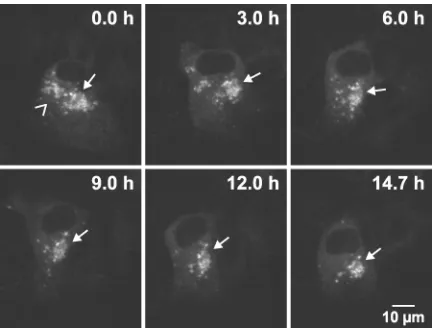 FIG. 3. Large HCV RCs are stable for many hours. Live Huh-7.5-I/5A-GFP-6 cells were analyzed with an inverted Zeiss LSM 510 con-