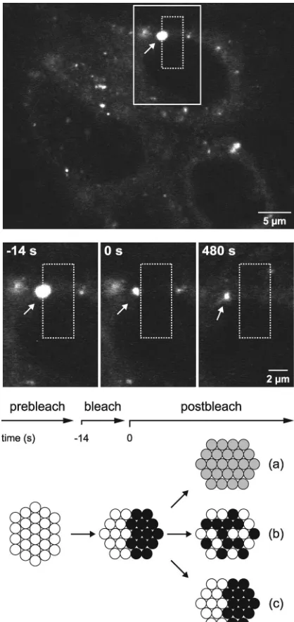 FIG. 5. Static internal architecture of large HCV RCs. Live Huh-7.5-I/5A-GFP-6 cells were analyzed with an inverted Zeiss LSM 510 confocal