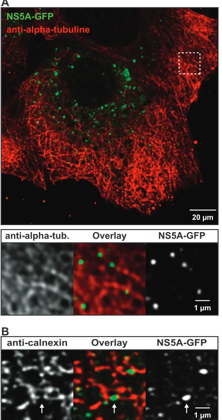 FIG. 7. HCV RCs are associated with MTs and the ER. Huh-7.5-I/5A-GFP-6 cells were ﬁxed and processed for indirect immunoﬂuorescence stain-